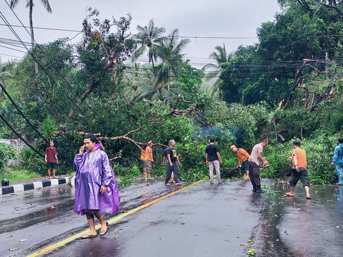 Pohon Tumbang di Depan Sheraton Senggigi, Kemacetan Panjang Tak Terhindarkan 